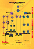 Schema der Blutzellreifung als PDF (ca. 3 MB)